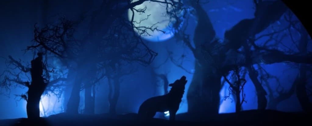Loup hurlant à la pleine lune dans une forêt brumeuse — expérience Loup-Garou immersif